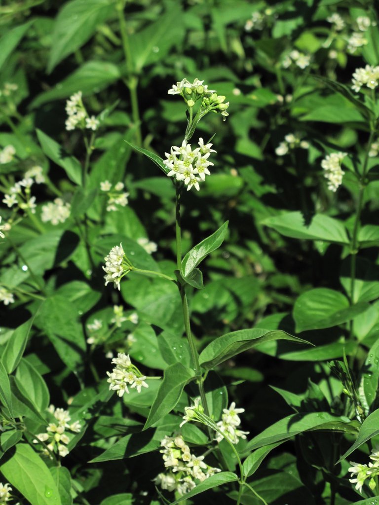 Vincetoxicum hirundinaria